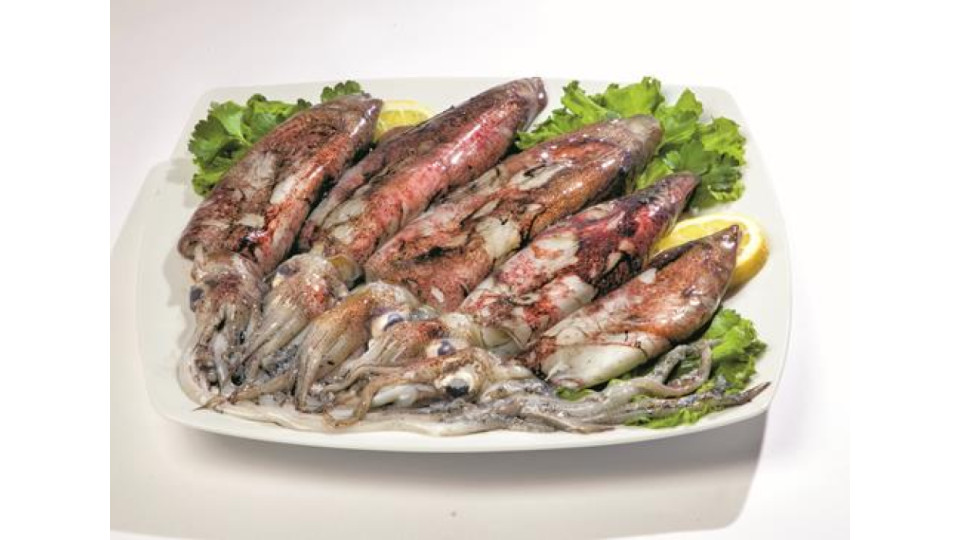 CALAMARI FRESCHI