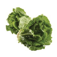 LATTUGA ROMANA