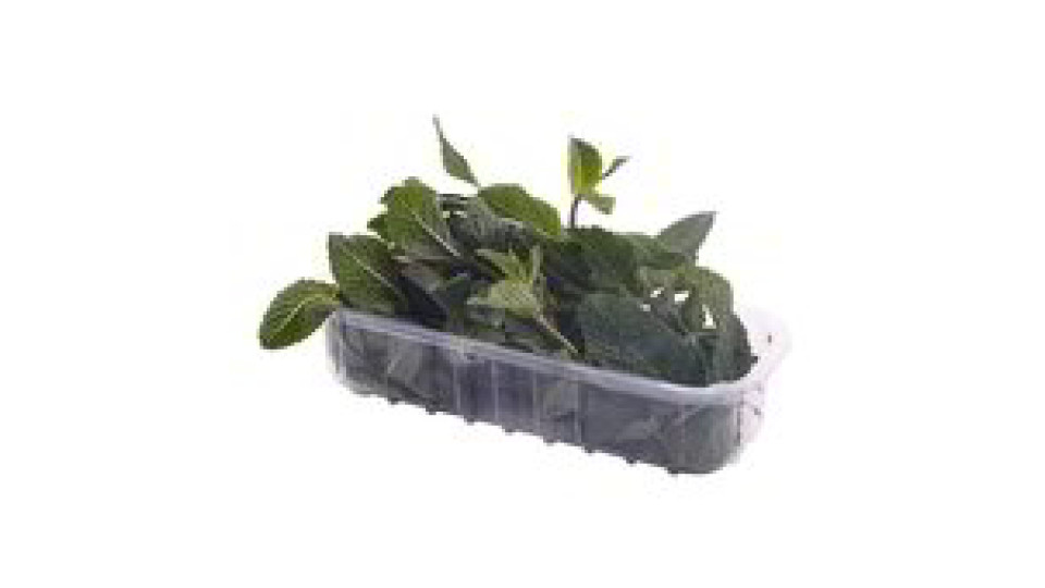 MENTA