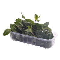 MENTA