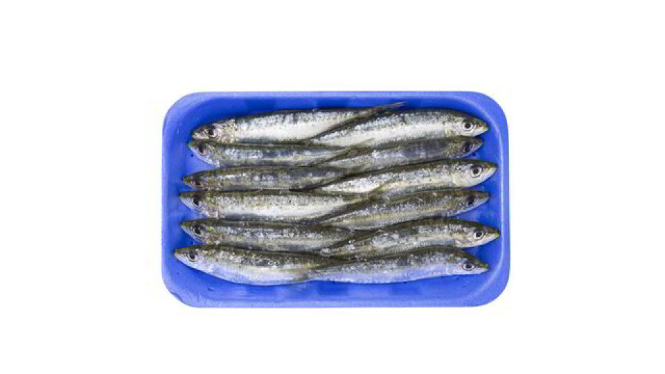 SARDINE