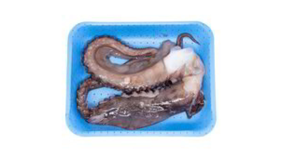 TENTACOLO DI TOTANO GIGANTE