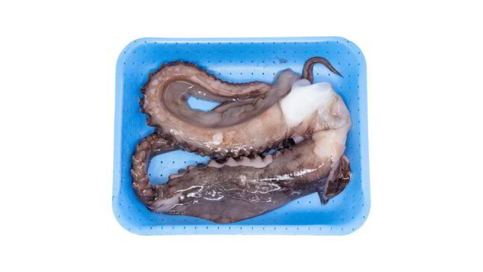 TENTACOLO DI TOTANO GIGANTE