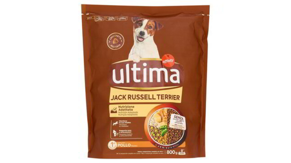 MINI JACK RUSSEL