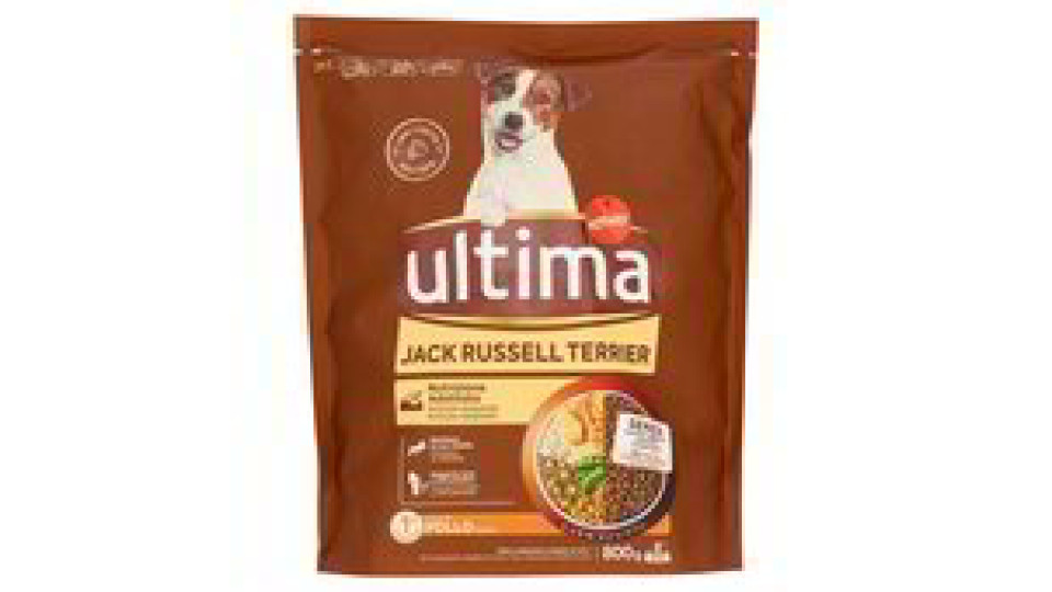 MINI JACK RUSSEL