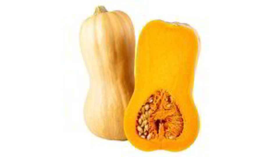 ZUCCA BUTTERNUT