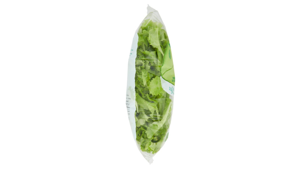 Lattughino