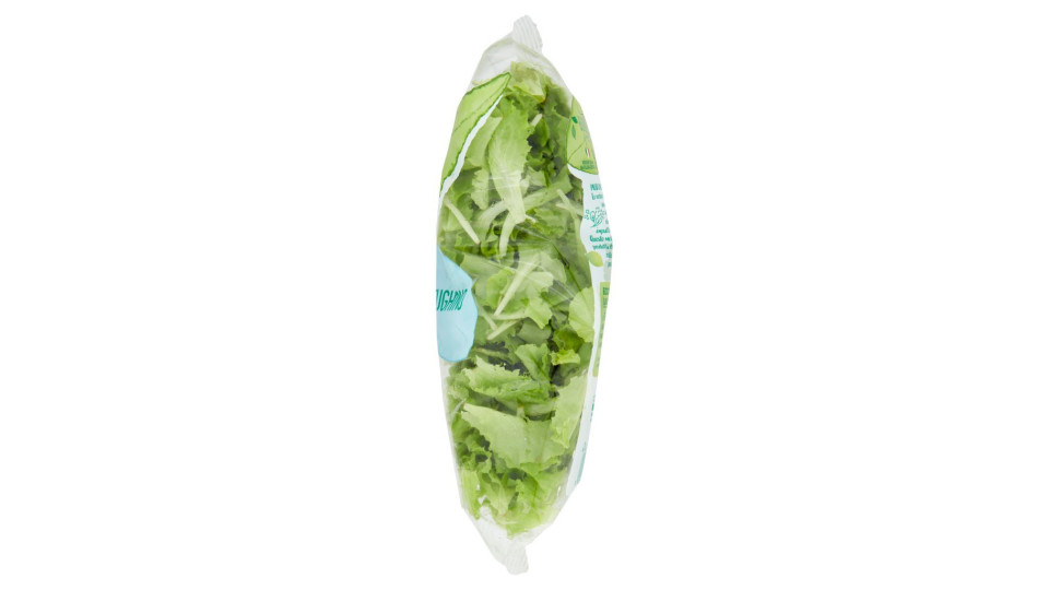 Lattughino