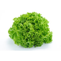 Lattuga Gentile Bio