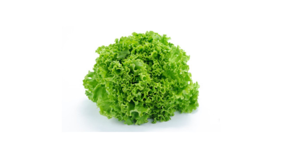 Lattuga Gentile Bio