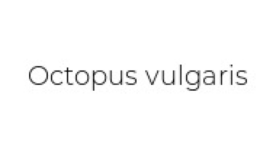 Esselunga Polpo