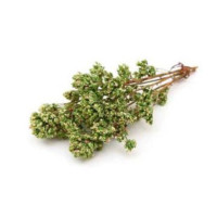 Origano
