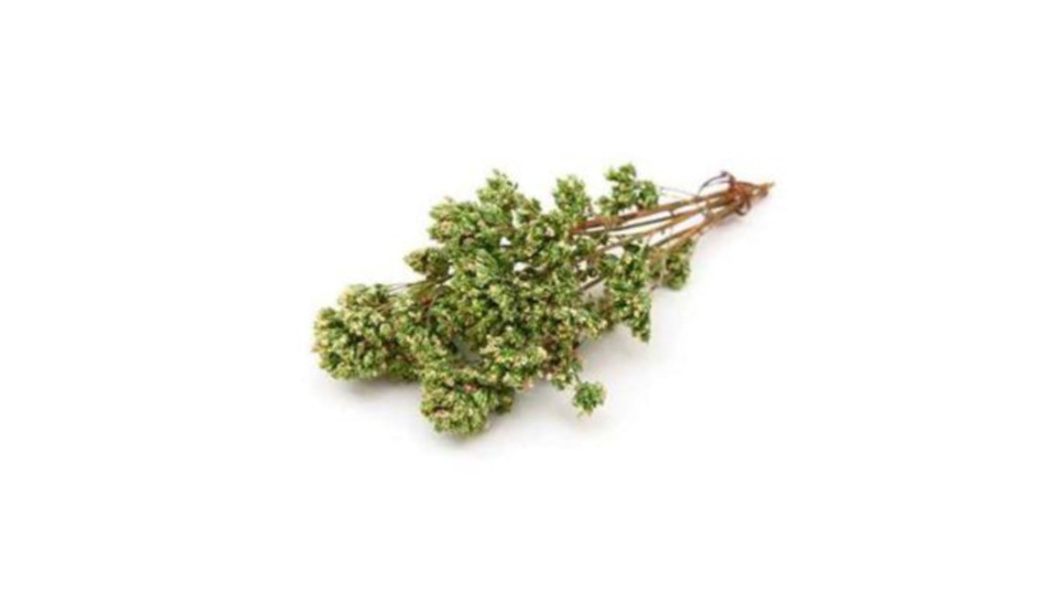Origano