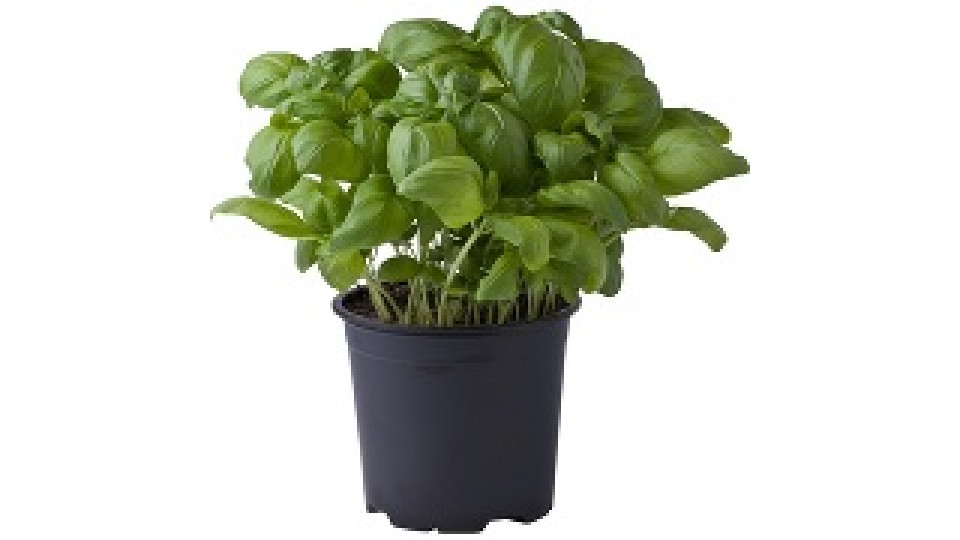 Basilico in vaso