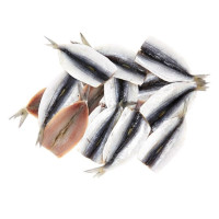 Filetto di Sardina