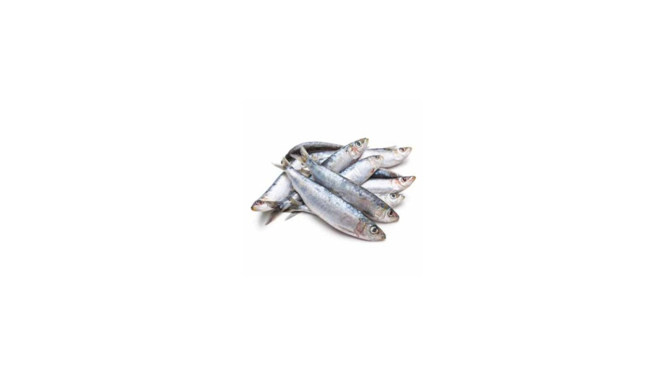 Sardina 