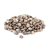 Vongole Lupini 