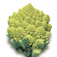 Cavolo Romanesco