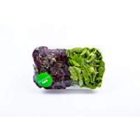 INSALATA SALANOVA Km Zero confezionata