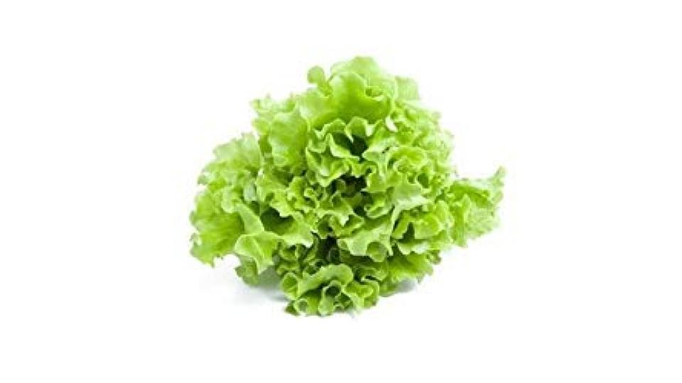 INSALATA GENTILE-CANASTA 300-600GR