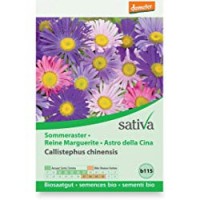 Astro della Cina “Callistephus chinensis” Sativa