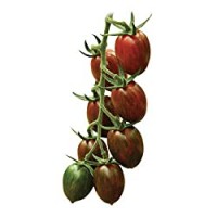 Pomodoro Dolcinetto Nero