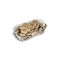 Funghi pleurtus in vaschetta