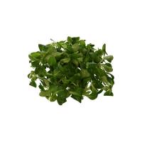 Maramao - Insalata Valeriana