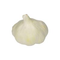 Aglio Bianco Retina 3 Teste Spagna