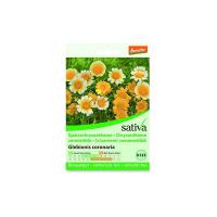 Crisantemo “Glebious coronaris” Sativa