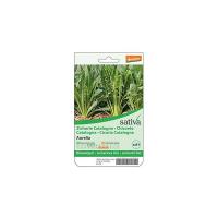 Cicoria catalogna Sativa