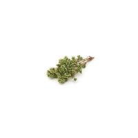 Origano in vaschetta
