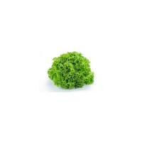 Insalata Gentile Verde Sfusa, 250-450g