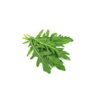 RUCOLA FILOGEA