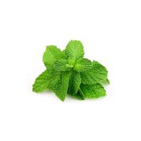 PIANTE MENTA