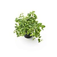 ORIGANO MAZZETTO 400-600GR
