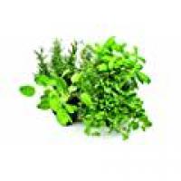 PIANTE AROMATICHE