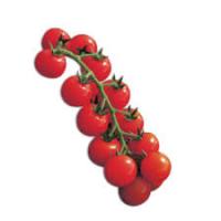 Ciliegino Piemonte