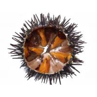 Polpa Riccio di Mare