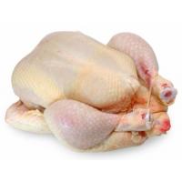 Busto di Pollo