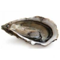 Ostriche Concave Allevate Bretagna