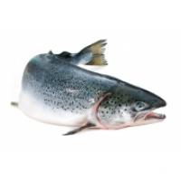Salmone con Testa 