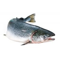 Salmone Intero
