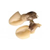 Seppia Orientale Decongelata