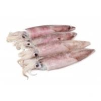 Calamari Freschi