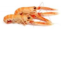 Scampi Vivi 