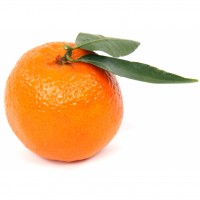 Clementine Foglia
