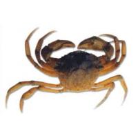 Granchi Duri