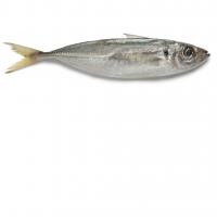 Sauri 