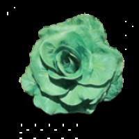 Cicorino Grumolo 